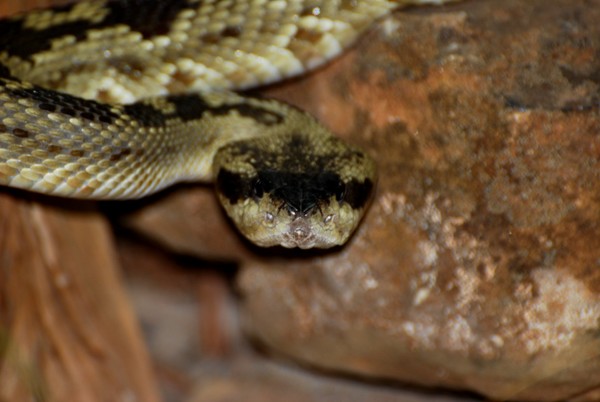 Angry Snake