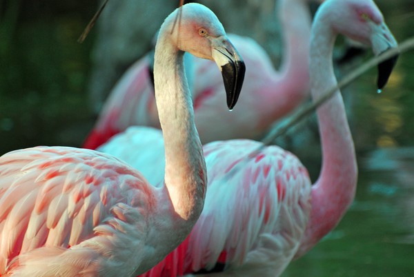 Watchful Flamingo