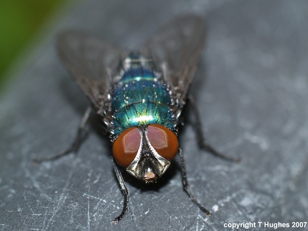 Green-Fly Close -Up