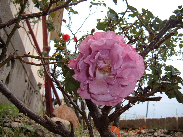 Lavender Rose