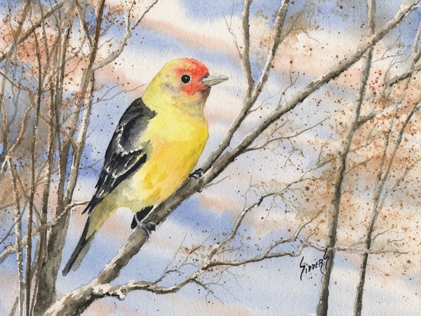 Western Tanager