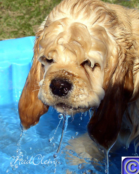 Dunking for Biscuits