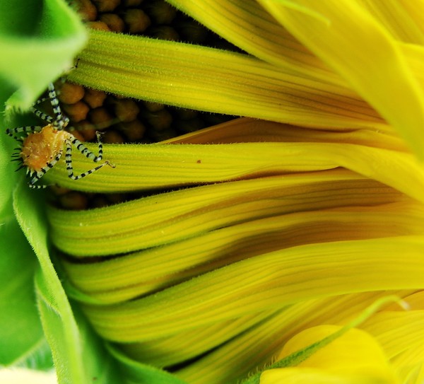Sunflower Insect