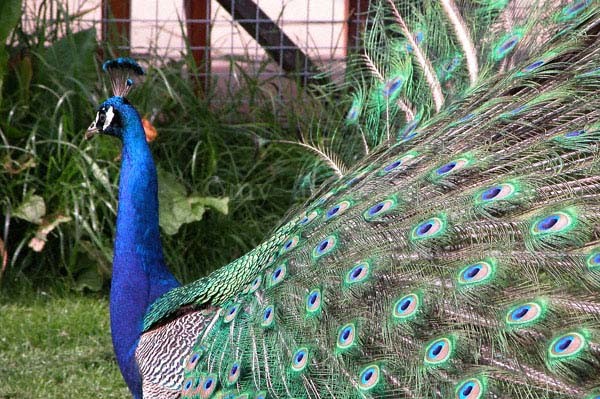 Peacock