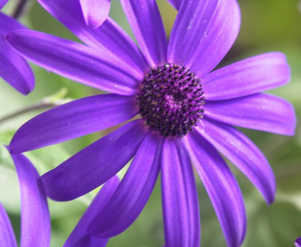 Senetti1
