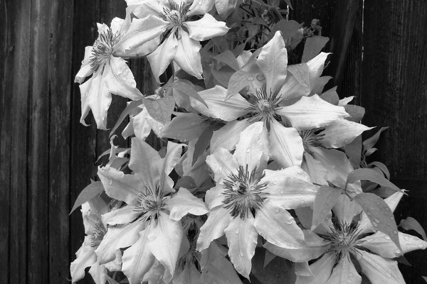 Nelly Moser Clematis