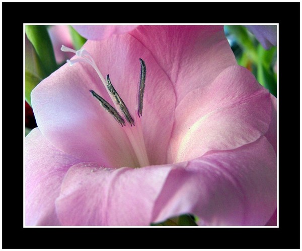 Pink Flower