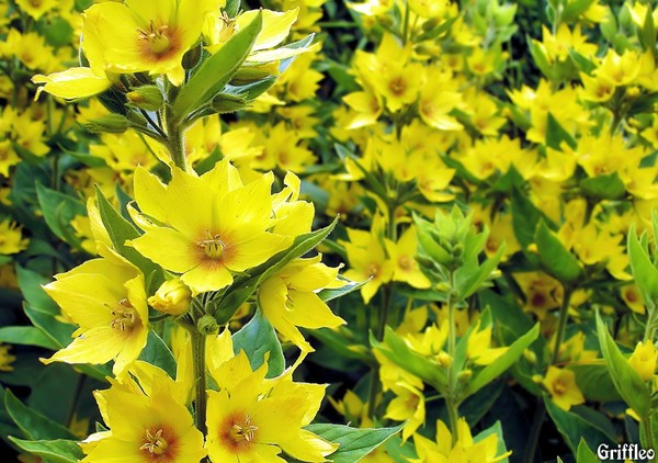 LYSIMACHIA