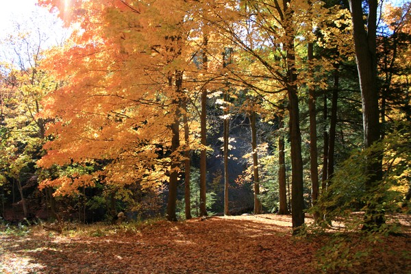 Autumn Forest