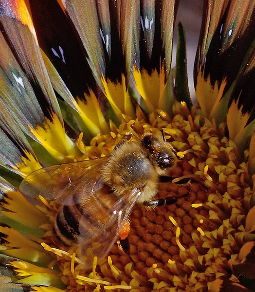 Bee on a Flower.