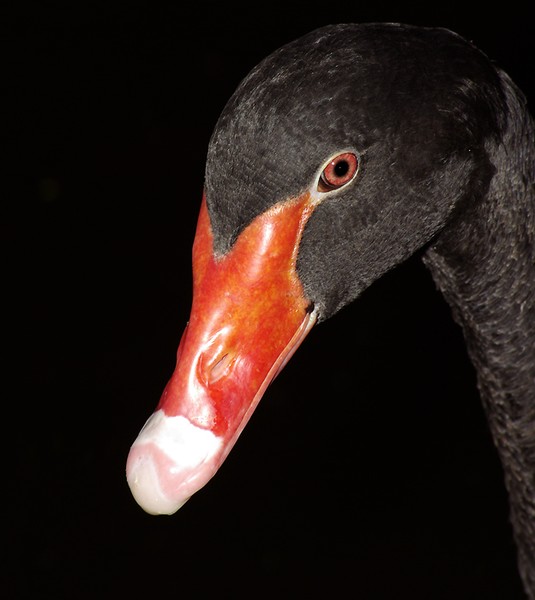 Black Swan