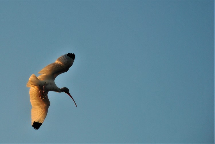 Ibis Flies in Winter Light