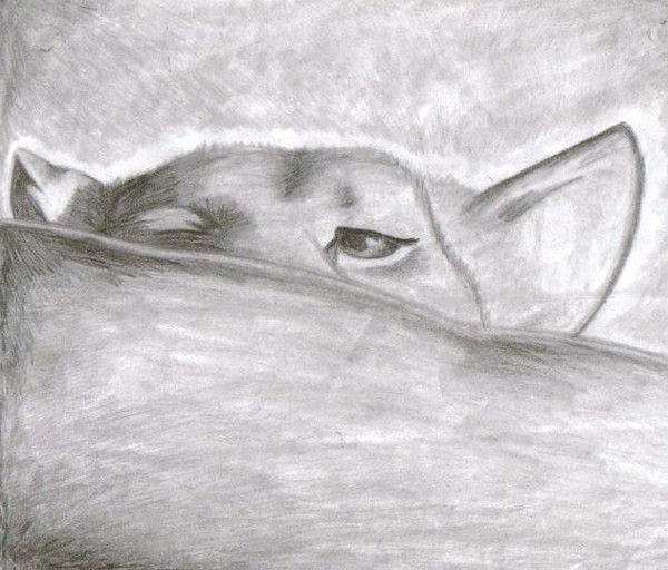 Peeping Lion