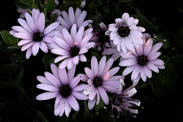 California daisies
