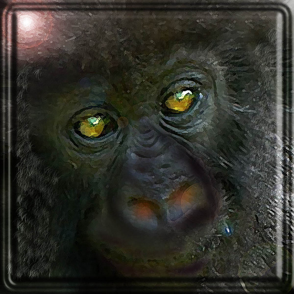 INFANT GORILLA SOON TO BE ENDANGERED