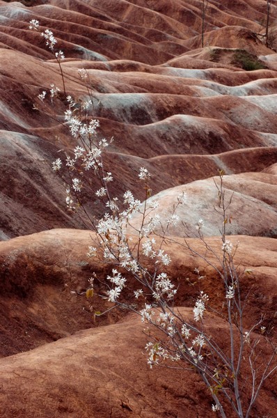 Blossoms on Mars