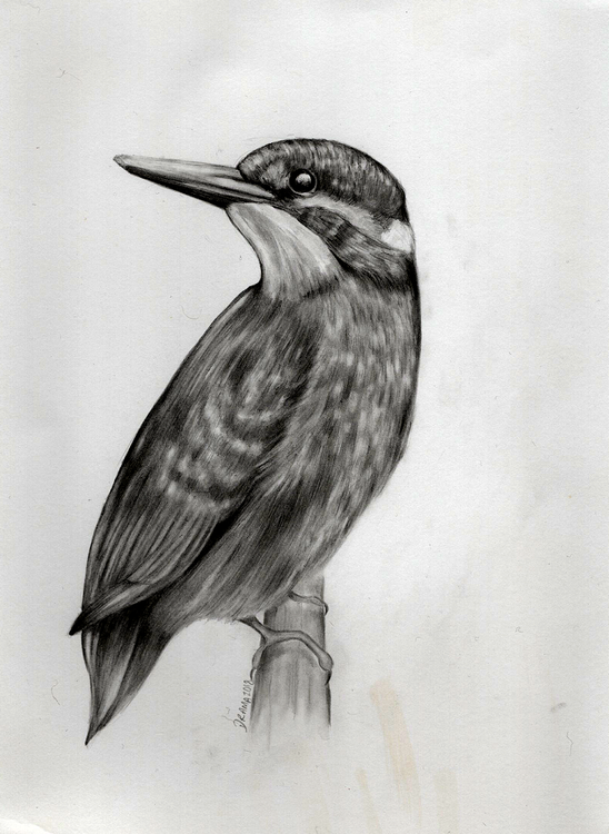 Kingfisher