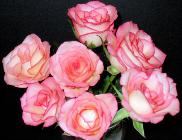 peachandcreamroses