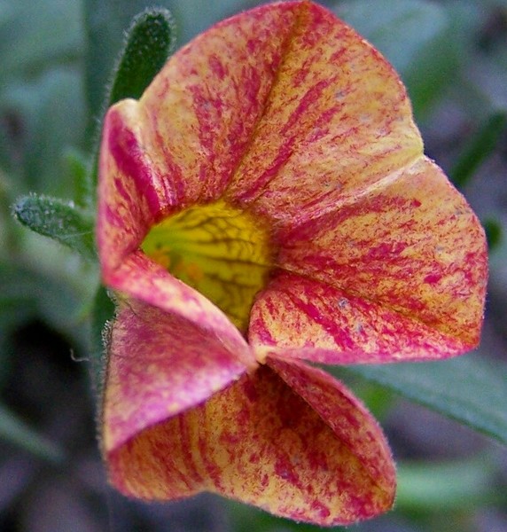 Pretty Flower
