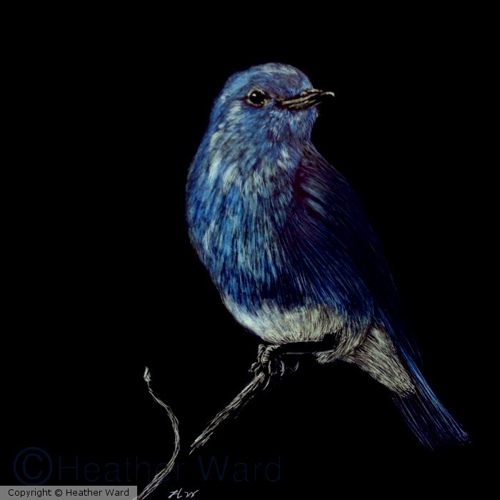Little Blue