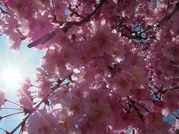 Under the blossoms
