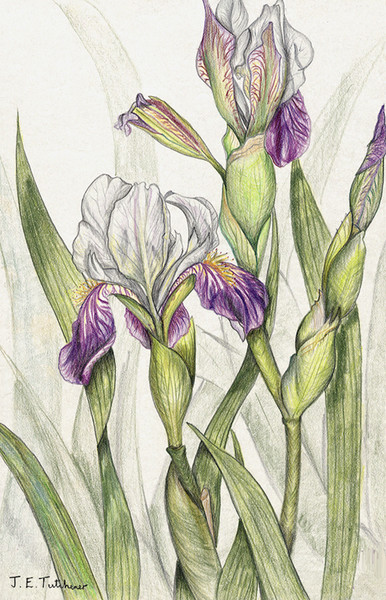 Iris