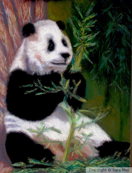 Panda