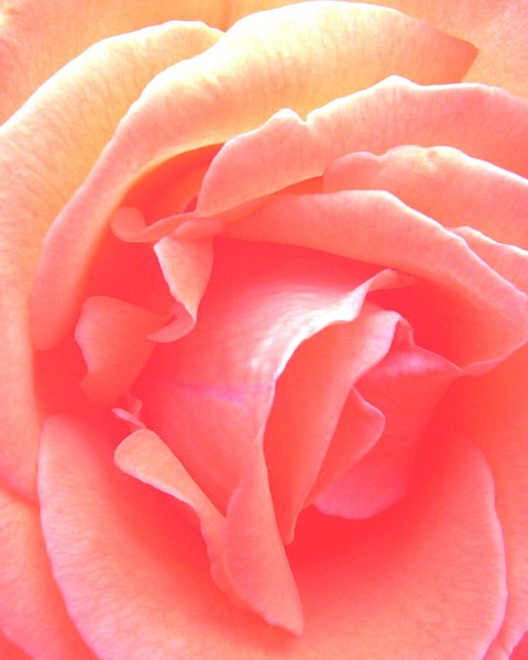 Pastel Rose