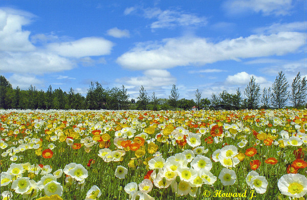 Wild Flowers