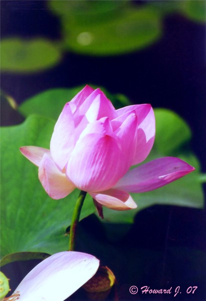 Perfect Petals