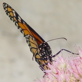 Monarch Butterfly