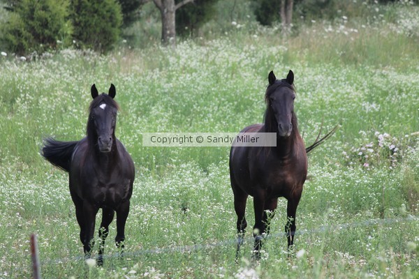 Black Horses