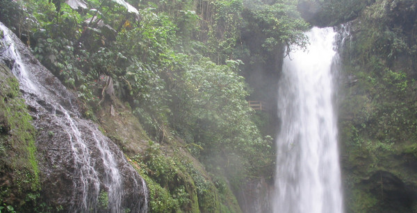 Deep in the Rainforest