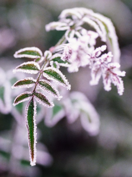 Winter Jasmine #2