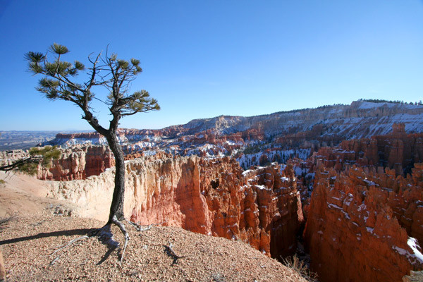 lone tree