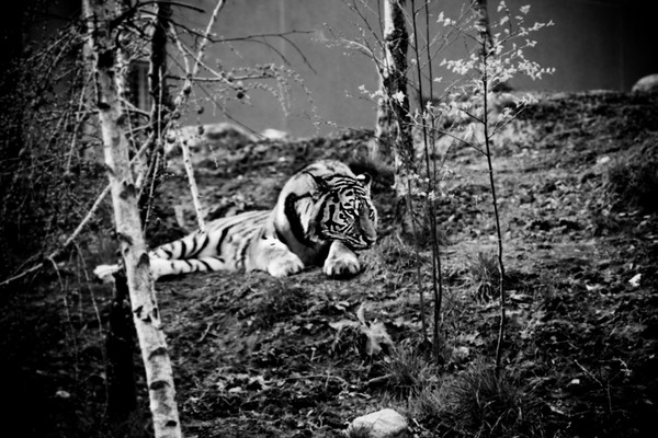 Irish Tiger Face