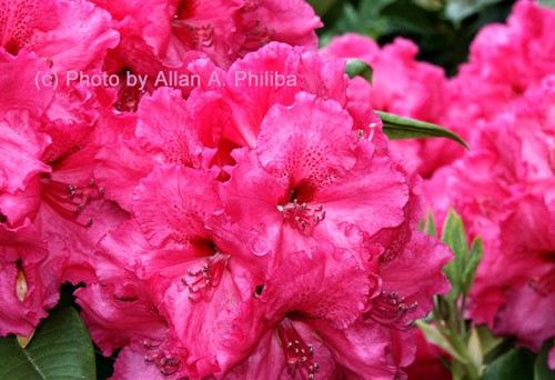 Azaleas