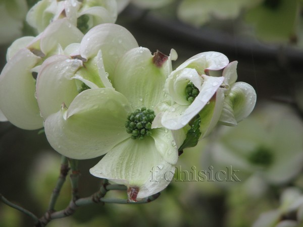 Dogwood_