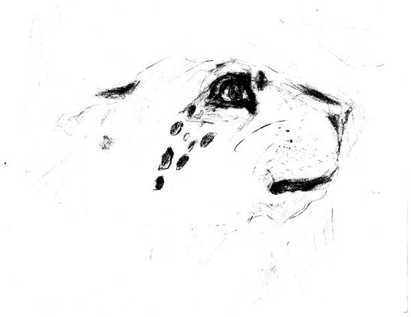 Feline