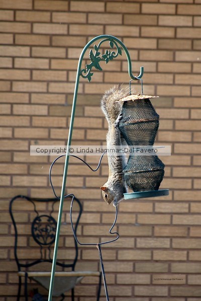 Squirrel Hanging Upside Down