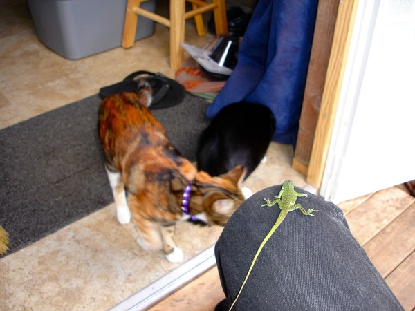 Lizards Chance