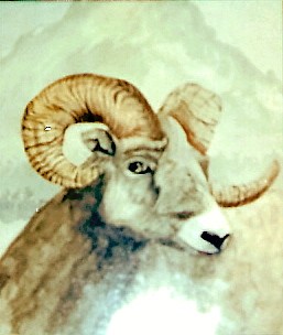 Mountain Ram