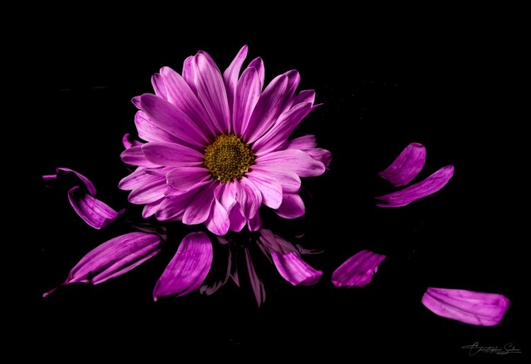 Daisy