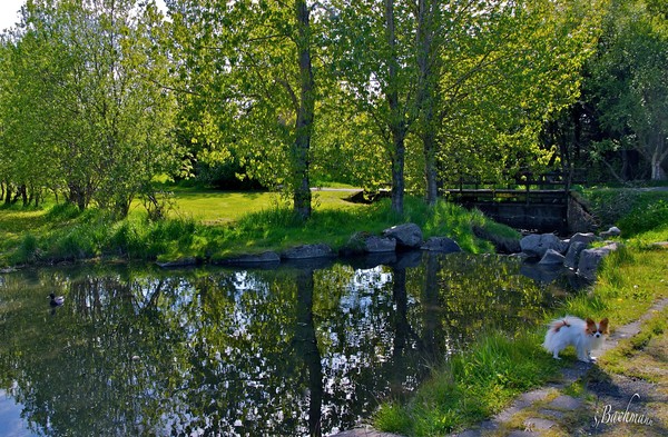 A reflection in the shadow !