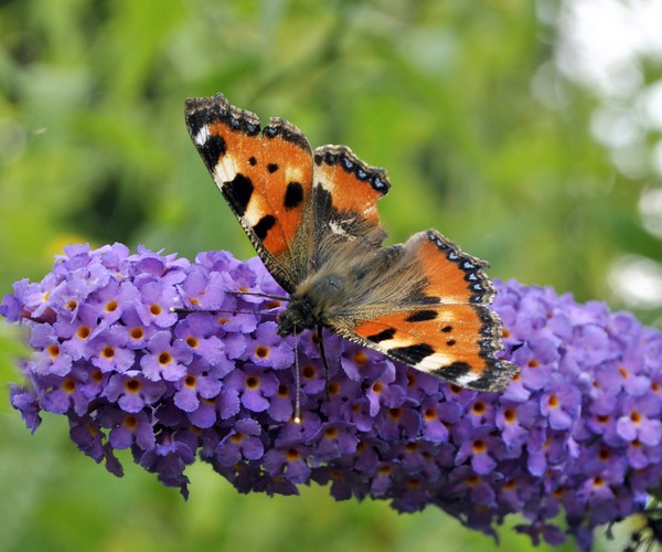 Butterfly in the Garden