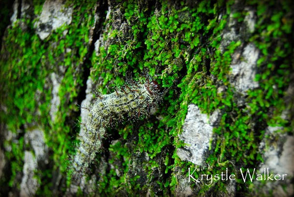 Naturally Camouflaged  
