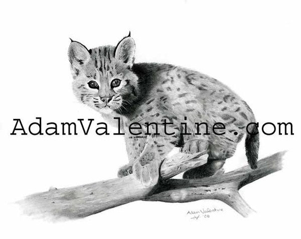 Baby Bobcat