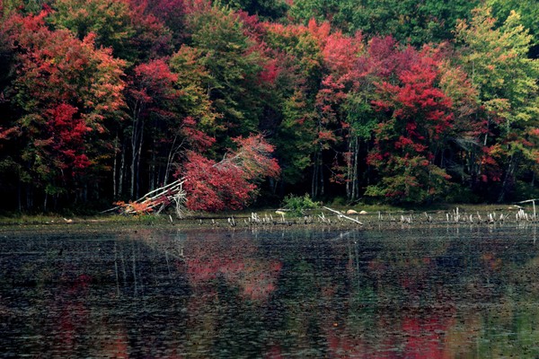 conservation land I