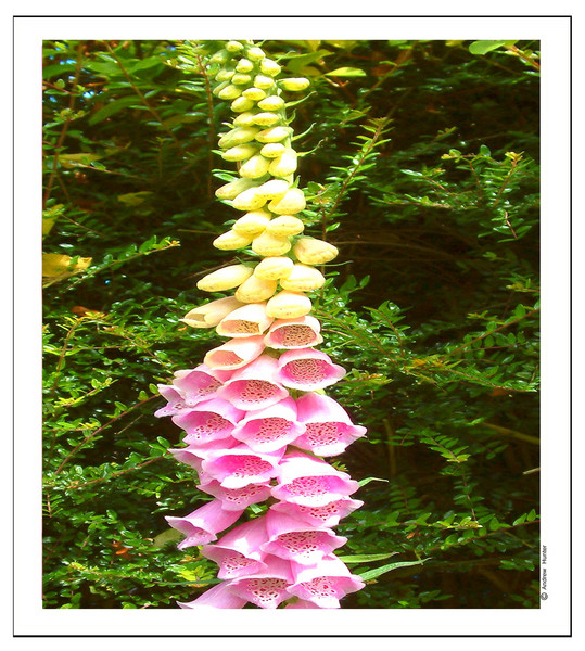 Foxgloves