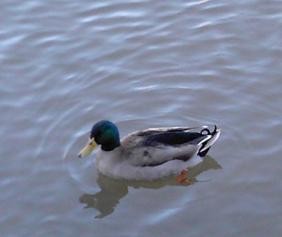Duck